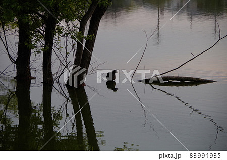 半田市　任坊山公園　野鳥と宮池 83994935