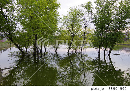 半田市　任坊山公園 83994942