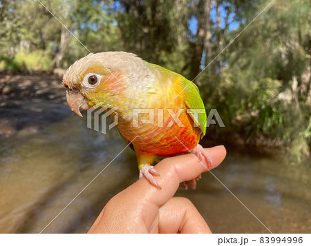 ウロコインコ 手乗り ウロコインコ 手乗り 83994996