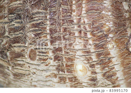 里芋 皮目アップ 里芋 皮目アップ 83995170