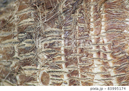 里芋 皮目アップ 里芋 皮目アップ 83995174