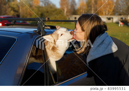Young girl kisses a husky dog that looks out of the car window Young girl kisses a husky dog that looks out of the car window 83995531
