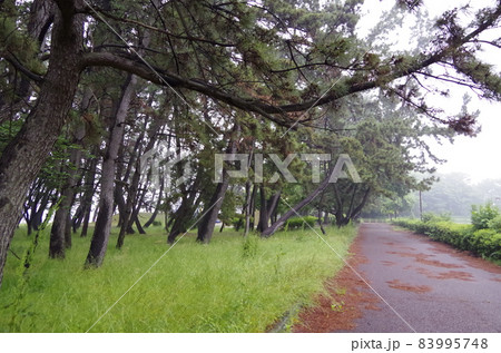 ラムサール条約湿地 藤前干潟 ラムサール条約湿地 藤前干潟 83995748