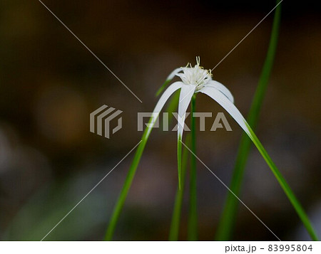 白鷺菅 （しらさぎすげ）の白と緑の花 83995804