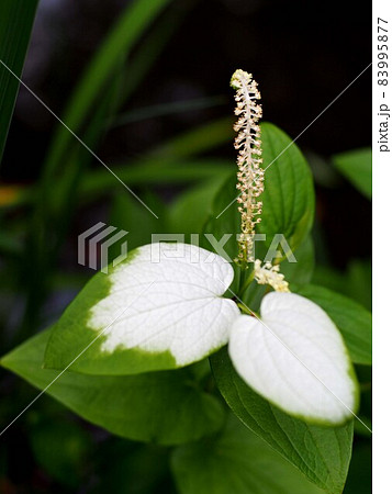 ハンゲショウ（半夏生）の白＆緑の葉っぱと花 83995877