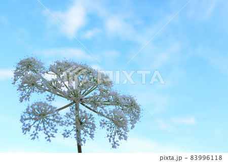 シラネセンキュウ　白い花　青空 83996118