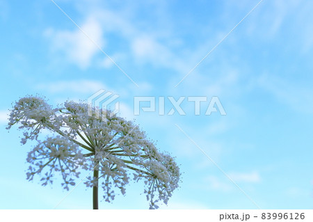 シラネセンキュウ　白い花　青空 83996126