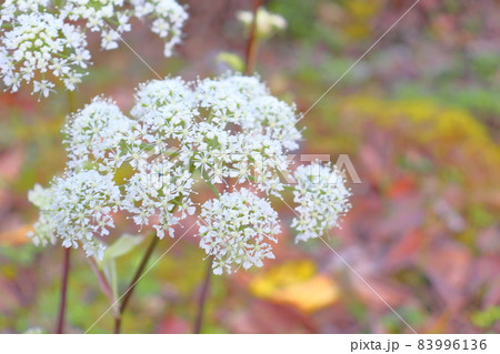 シラネセンキュウ　白い花 83996136