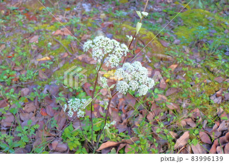 シラネセンキュウ　白い花 83996139