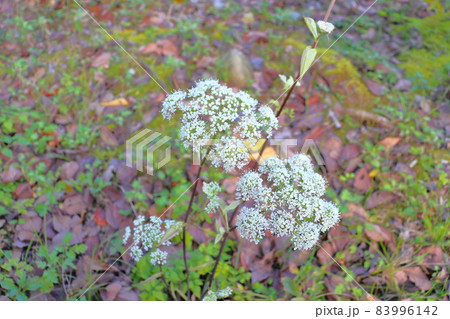 シラネセンキュウ　白い花 83996142