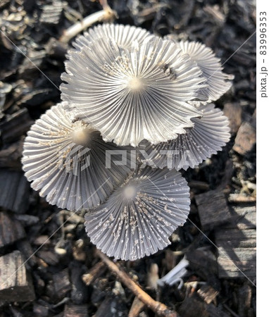 white mushrooms frozen on the ground in winter white mushrooms frozen on the ground in winter 83996353
