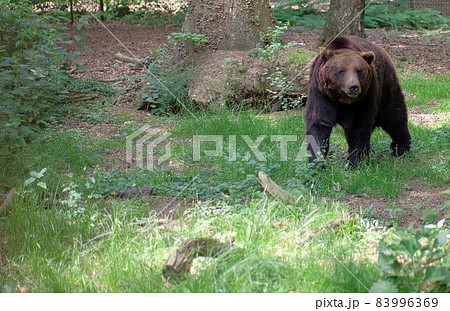 bear walking searching food in the woods bear walking searching food in the woods 83996369