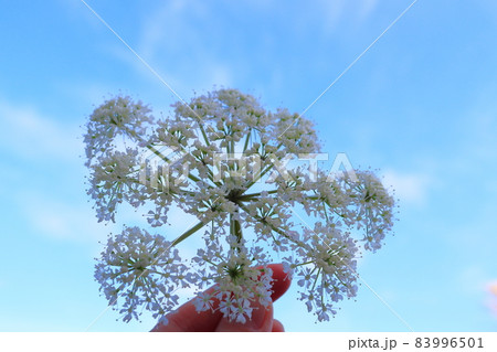 シラネセンキュウ　白い花　指　青空 83996501