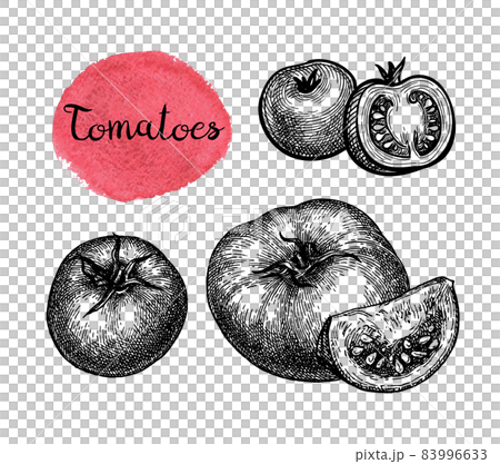 Ink sketch of tomatoes. 83996633