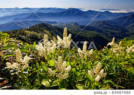 苗場山・神楽ノ峰のコバイケイソウと朝の谷川岳方面の山並み 83997090