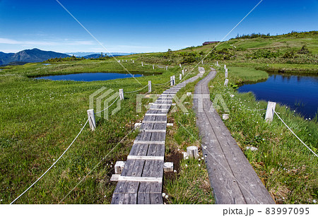 夏の苗場山山上湿原の風景 83997095