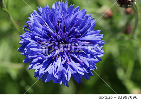 Blue cornflower flower in close up Blue cornflower flower in close up 83997096