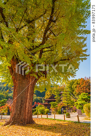 秋の虎渓山永保寺〈岐阜県多治見市〉 83997175