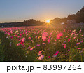 夕焼けのコスモス畑 83997264