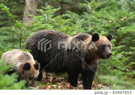 知床　親子熊 83997853