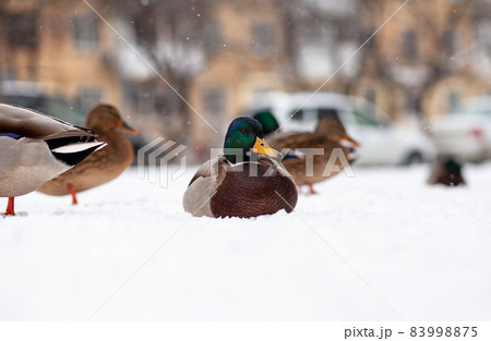 Winter portrait of a duck in a winter public park. Duck birds are standing or sitting in the snow. Migration of birds. Ducks and pigeons in the park are waiting for food from people. 83998875