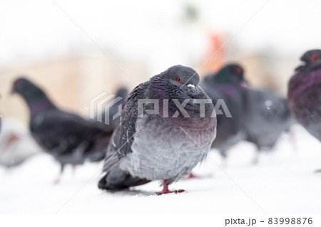 Beautiful pigeons sit in the snow in the city park in winter. Close up of pigeons in winter on the square in the park. Birds in the cold are waiting for food from people. 83998876