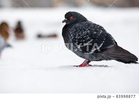 Beautiful pigeons sit in the snow in the city park in winter. Close up of pigeons in winter on the square in the park. Birds in the cold are waiting for food from people. 83998877