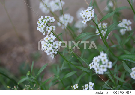 スイートアリッサム 83998982