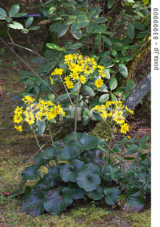 ツワブキ ツワブキ 83999909