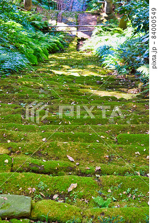 鎌倉 妙法寺の美しい苔の石段の写真素材