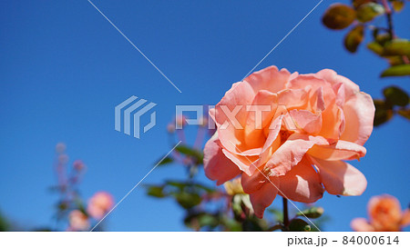 バラ(花音) バラ(花音) 84000614