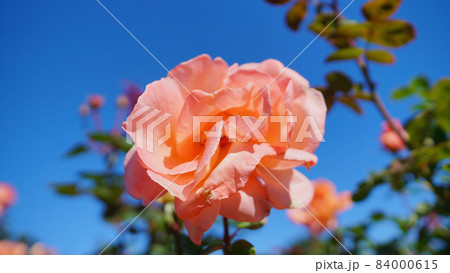 バラ(花音) バラ(花音) 84000615