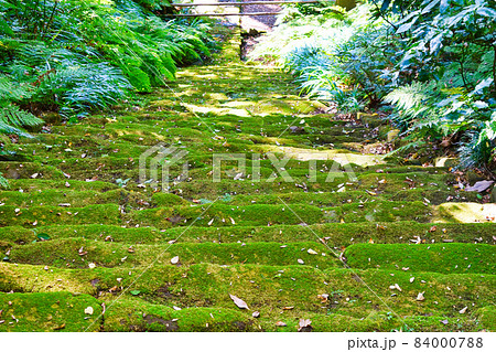 鎌倉 妙法寺の美しい苔の石段 84000788