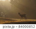 朝日の光芒が美しい飛火野に佇む奈良公園の神鹿 84000852