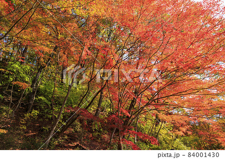 神戸市立森林植物園　紅葉 84001430