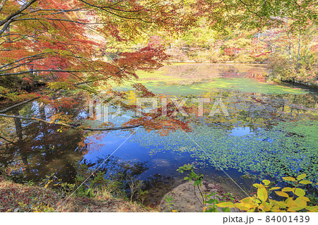 神戸市立森林植物園　紅葉 84001439