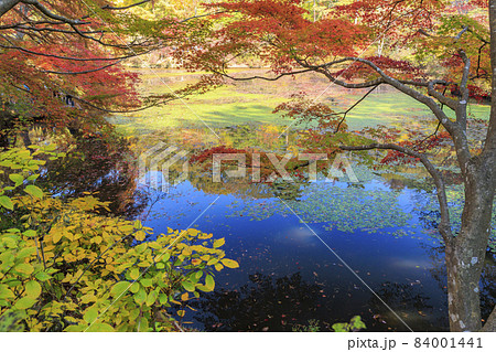 神戸市立森林植物園 紅葉の写真素材