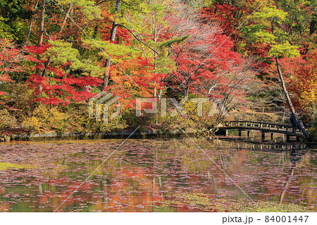 神戸市立森林植物園 紅葉 神戸市立森林植物園 紅葉 84001447