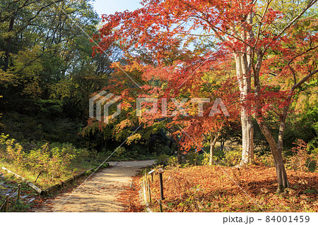 神戸市立森林植物園 紅葉の写真素材