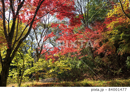 神戸市立森林植物園 紅葉の写真素材