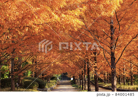 神戸市立森林植物園 紅葉の写真素材