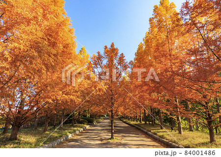 神戸市立森林植物園　紅葉 84001486