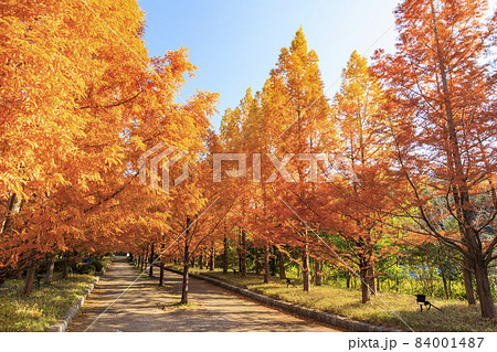 神戸市立森林植物園 紅葉の写真素材