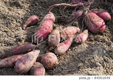 Harvesting sweet potatoes with vine on ground in garden. 84001649