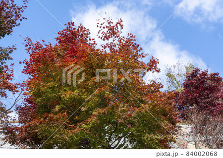 紅葉 秋 誤算 84002068