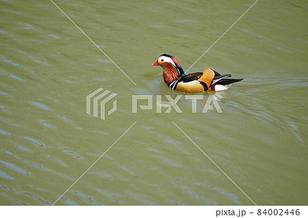 綺麗な野鳥、オシドリ 84002446