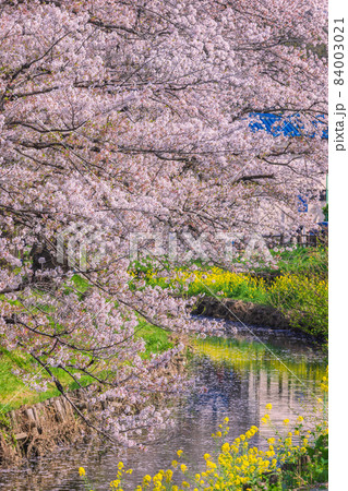 桜咲く春の新河岸川 埼玉県川越市 桜咲く春の新河岸川 埼玉県川越市 84003021