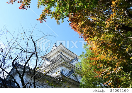 大垣城の模擬天守の城内と紅葉 大垣城の模擬天守の城内と紅葉 84003160