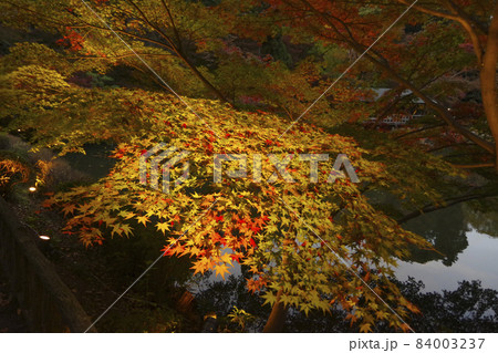 東山動植物園の紅葉と池の素敵なハーモニー 東山動植物園の紅葉と池の素敵なハーモニー 84003237