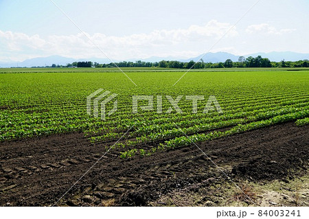 十勝平野の大豆畑 84003241